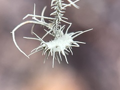 Usnea rubicunda