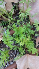 Phacelia tanacetifolia