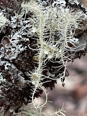 Usnea rubicunda