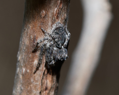 Hamataliwa grisea