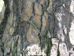 Sceloporus anahuacus