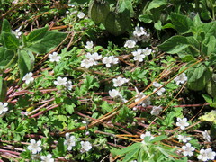 Hydrophylloideae