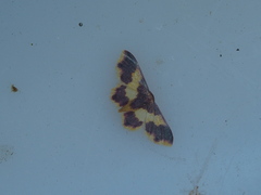 Lophosis labeculata