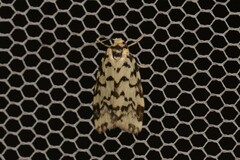 Goniosema anguliscripta