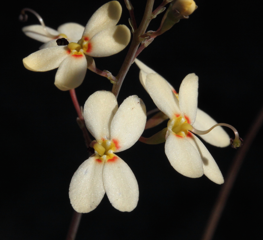 Creamy Triggerplant