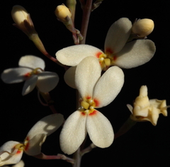 Stylidium spathulatum
