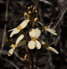 Stylidium spathulatum