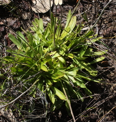 Stylidium spathulatum