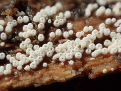 Henningsomyces