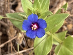 Anagallis