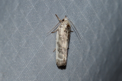 Antaeotricha