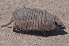 Chaetophractus villosus