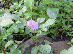 Solanum stoloniferum
