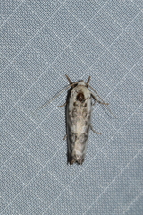 Antaeotricha