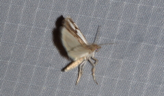 Crambus agitatellus