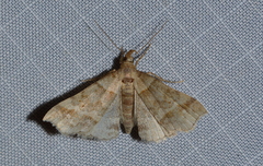 Phalaenophana pyramusalis