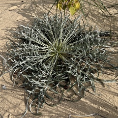 Cirsium pitcheri
