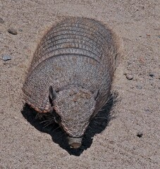 Chaetophractus villosus