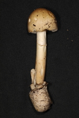Amanita murrilliana