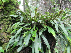 Pleopeltis macrocarpa