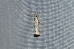 Microcrambus elegans