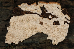 Antrodia heteromorpha