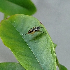 Sciaroidea