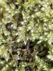 Ctenidium molluscum