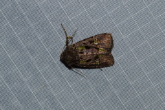 Lacinipolia renigera