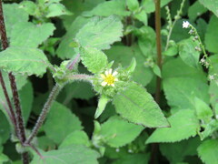 Sigesbeckia jorullensis