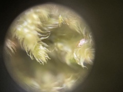 Ctenidium molluscum