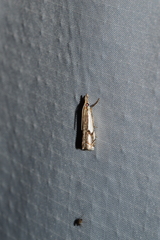 Crambus agitatellus