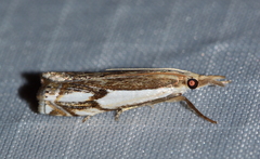 Crambus agitatellus