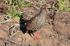Pternistis afer castaneiventer