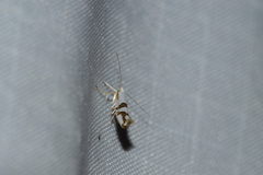 Argyresthia oreasella