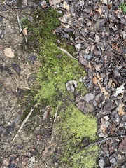 Ctenidium molluscum