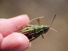 Sigaus australis