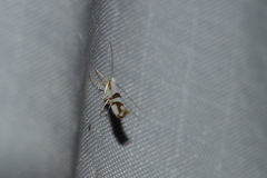 Argyresthia oreasella