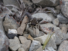 Scaptia adrel