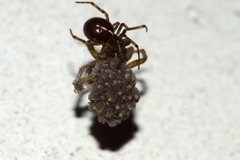 Steatoda borealis
