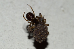 Steatoda borealis