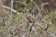 Passer diffusus stygiceps