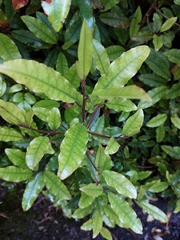 Quintinia serrata
