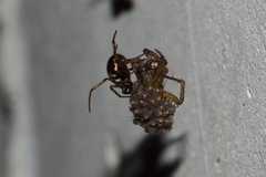 Steatoda borealis