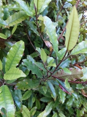 Quintinia serrata