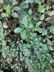 Coprosma foetidissima