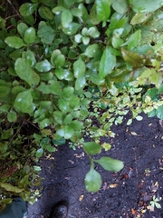 Coprosma foetidissima