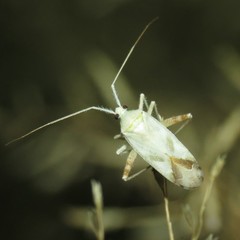 Phytocoris seminotatus