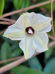 Ipomoea obscura