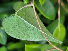 Ipomoea obscura